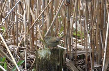 2024年2月29日(木) 善福寺公園の野鳥観察記録