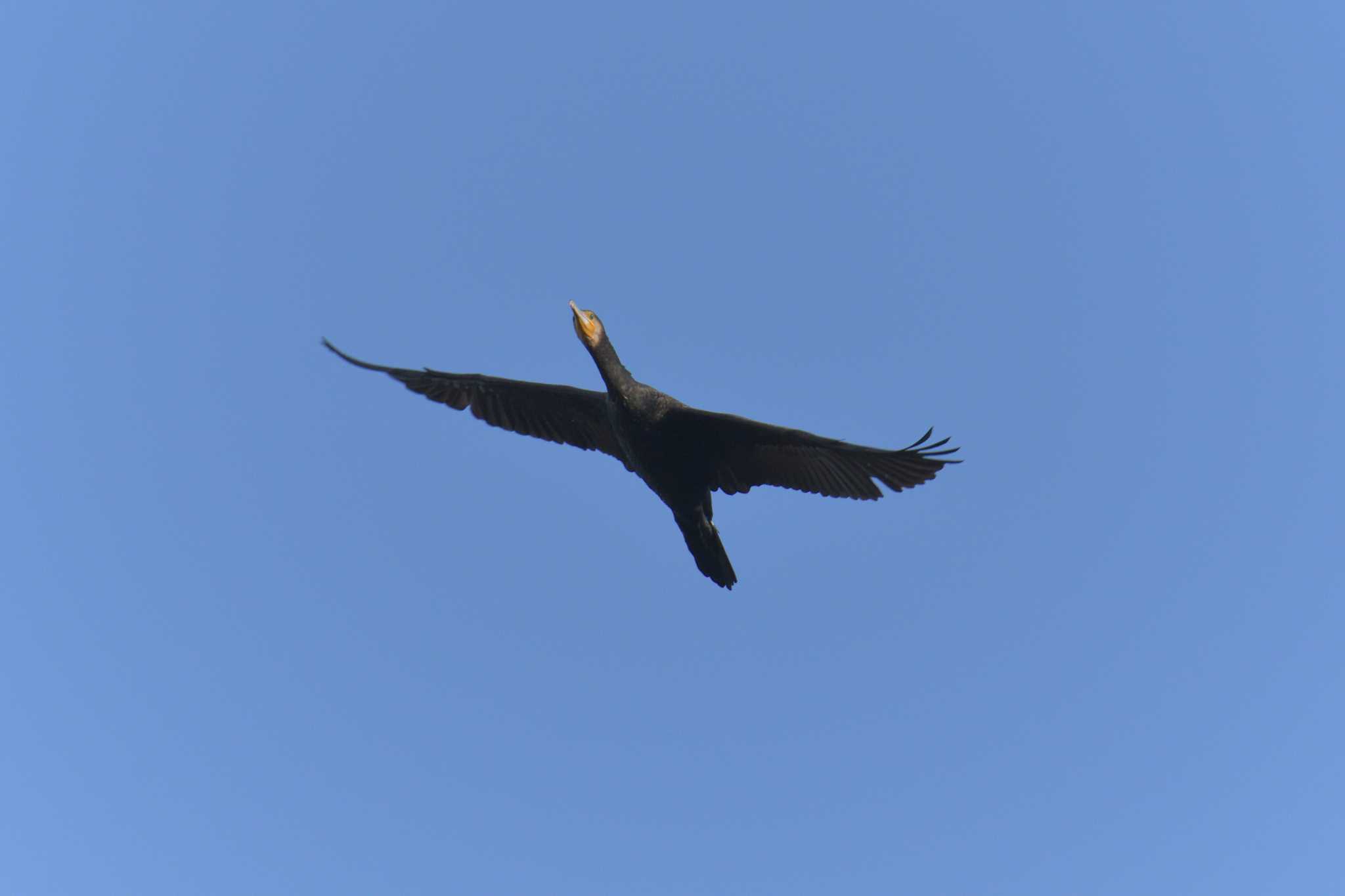 Great Cormorant