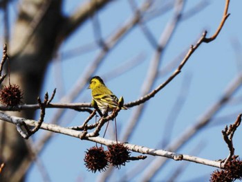 マヒワ 牛頸ダム(福岡県) 2023年3月7日(火)