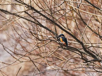 カワセミ 牛頸ダム(福岡県) 2023年3月7日(火)