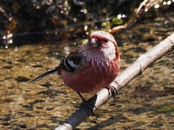 2023年3月7日(火) 牛頸ダム(福岡県)の野鳥観察記録