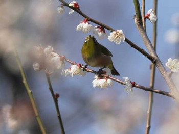 メジロ 牛頸ダム(福岡県) 2023年3月7日(火)