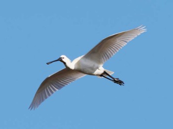 2023年3月5日(日) 今津干潟の野鳥観察記録