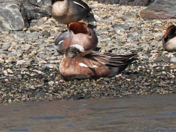 American Wigeon 今津干潟 Sun, 3/5/2023