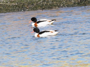 Common Shelduck 今津干潟 Sun, 3/5/2023