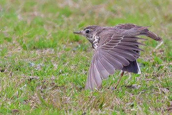 Water Pipit 酒匂川河口 Thu, 2/29/2024