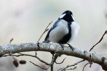 Japanese Tit 丹沢湖・世附川 Thu, 2/29/2024