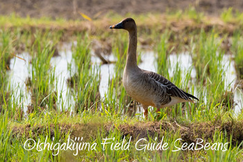 Taiga Bean Goose Ishigaki Island Sat, 12/1/2018