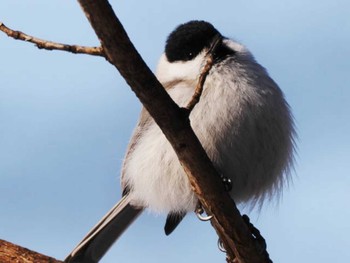 Marsh Tit 帯広神社~十勝川公園 Wed, 2/1/2023