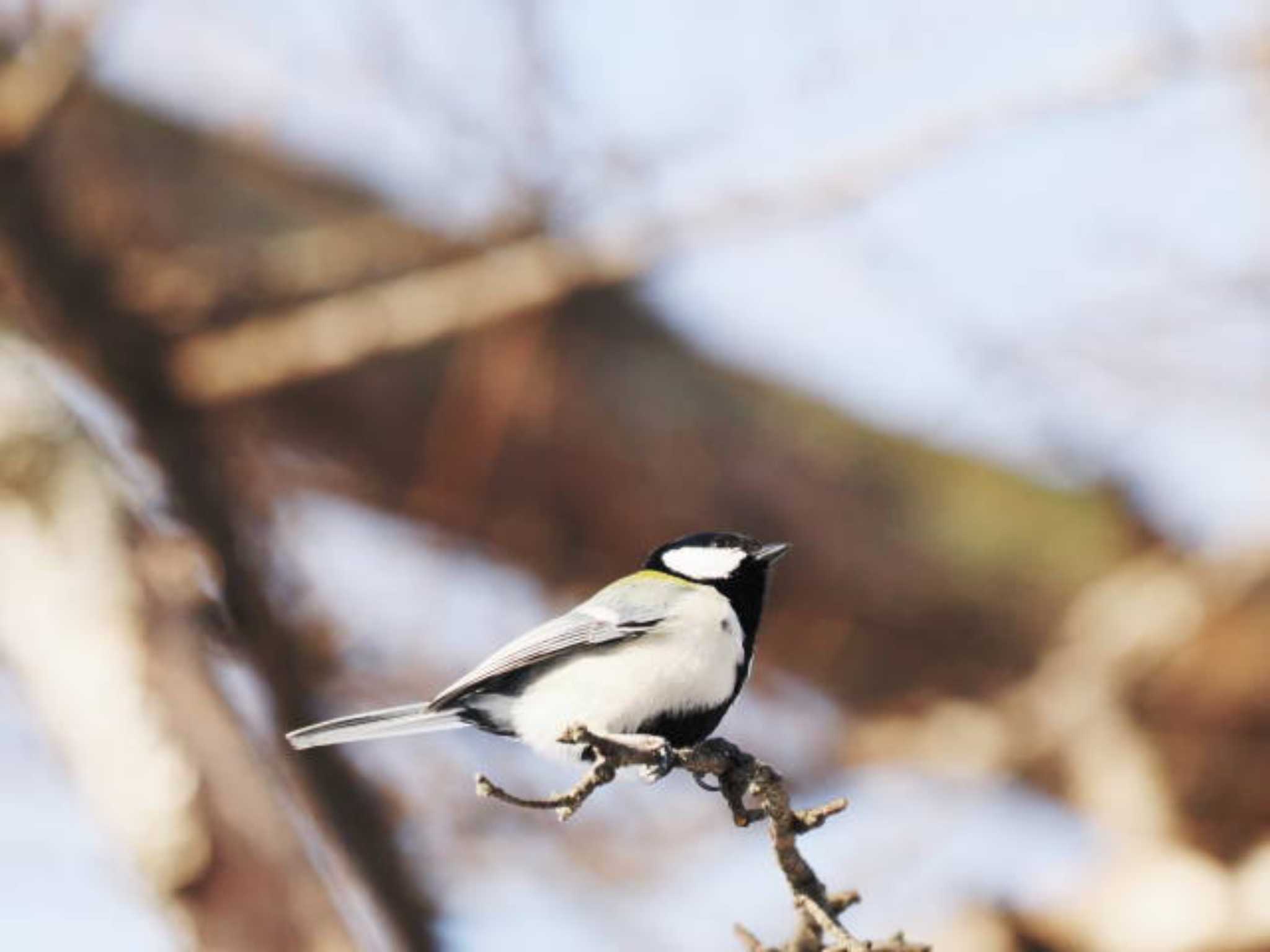 シジュウカラ