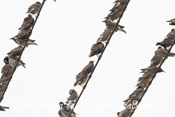 White-cheeked Starling Ishigaki Island Sat, 12/1/2018