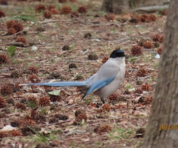 Azure-winged Magpie 木場公園(江東区) Thu, 2/29/2024