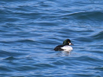 Common Goldeneye 志津川湾 Sat, 2/24/2024