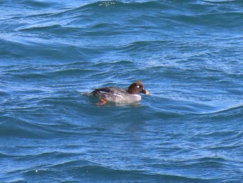 Common Goldeneye 志津川湾 Sat, 2/24/2024