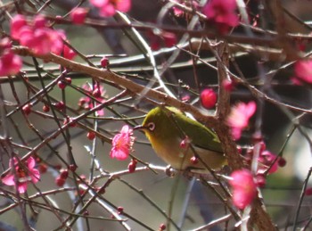 Warbling White-eye 東京都立桜ヶ丘公園(聖蹟桜ヶ丘) Sun, 2/11/2024