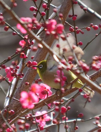 Warbling White-eye 東京都立桜ヶ丘公園(聖蹟桜ヶ丘) Sun, 2/11/2024