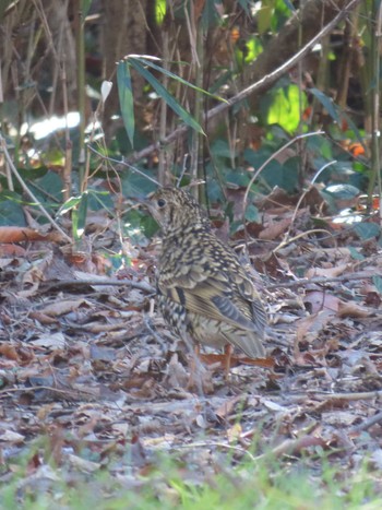 White's Thrush 東京都立桜ヶ丘公園(聖蹟桜ヶ丘) Sun, 2/11/2024