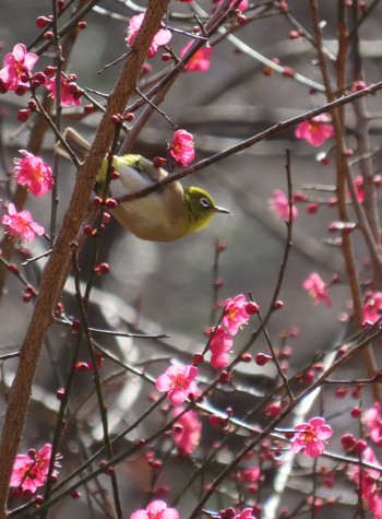 Warbling White-eye 東京都立桜ヶ丘公園(聖蹟桜ヶ丘) Sun, 2/11/2024