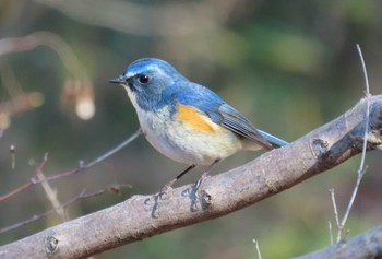 Red-flanked Bluetail 東京都立桜ヶ丘公園(聖蹟桜ヶ丘) Sun, 12/31/2023