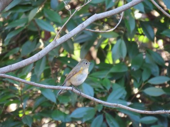 Red-flanked Bluetail 東京都立桜ヶ丘公園(聖蹟桜ヶ丘) Mon, 1/1/2024