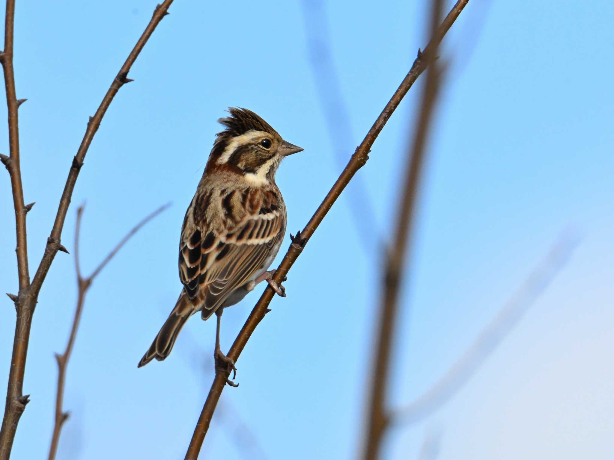 Rustic Bunting