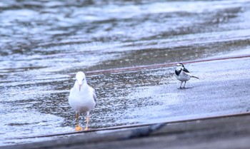 White Wagtail 御前崎漁港 Sun, 1/19/2020