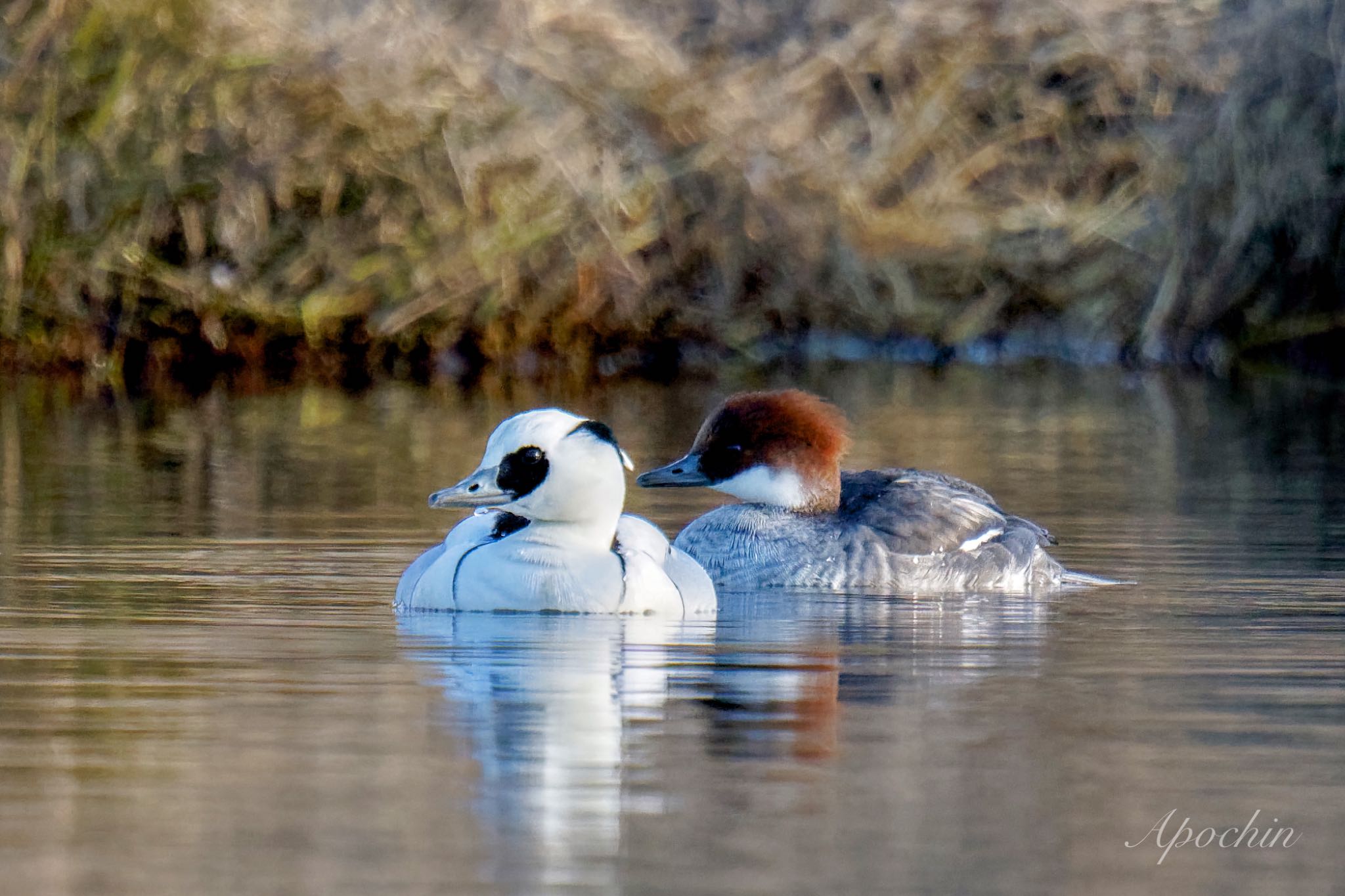 Photo of Smew at Shin-yokohama Park by アポちん