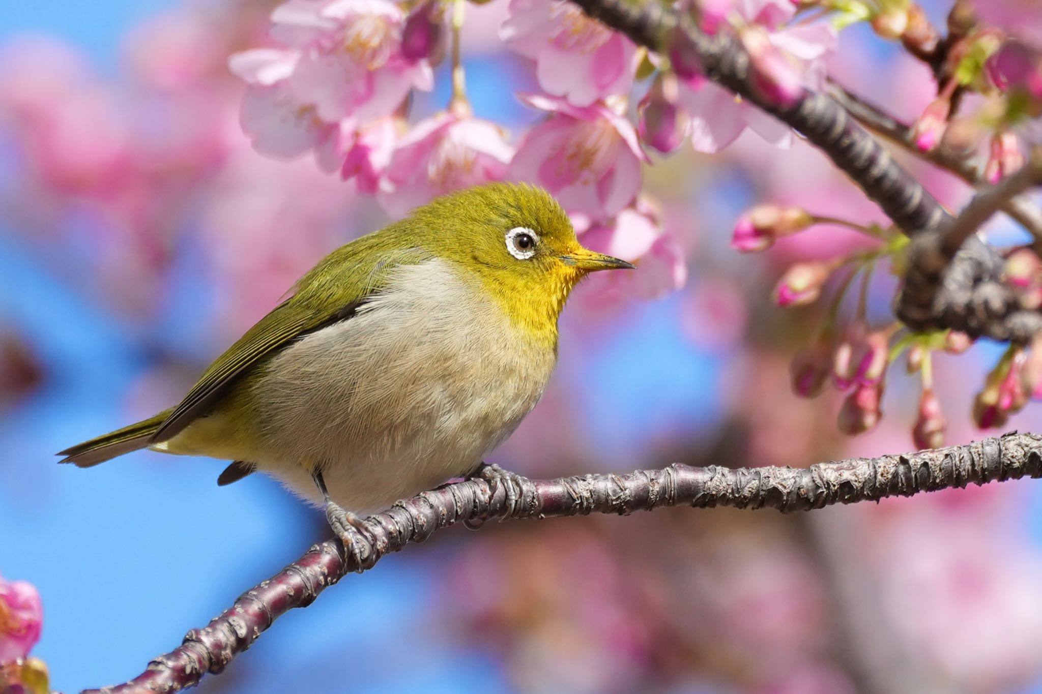 Photo of Warbling White-eye at 旧中川水辺公園 by あらどん