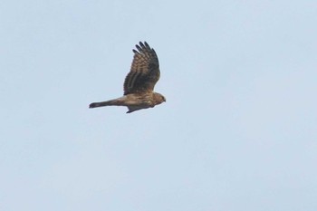 Hen Harrier 涸沼 Tue, 2/20/2024