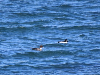 Common Goldeneye 志津川湾 Sat, 2/24/2024