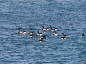 Brant Goose 志津川湾 Sat, 2/24/2024