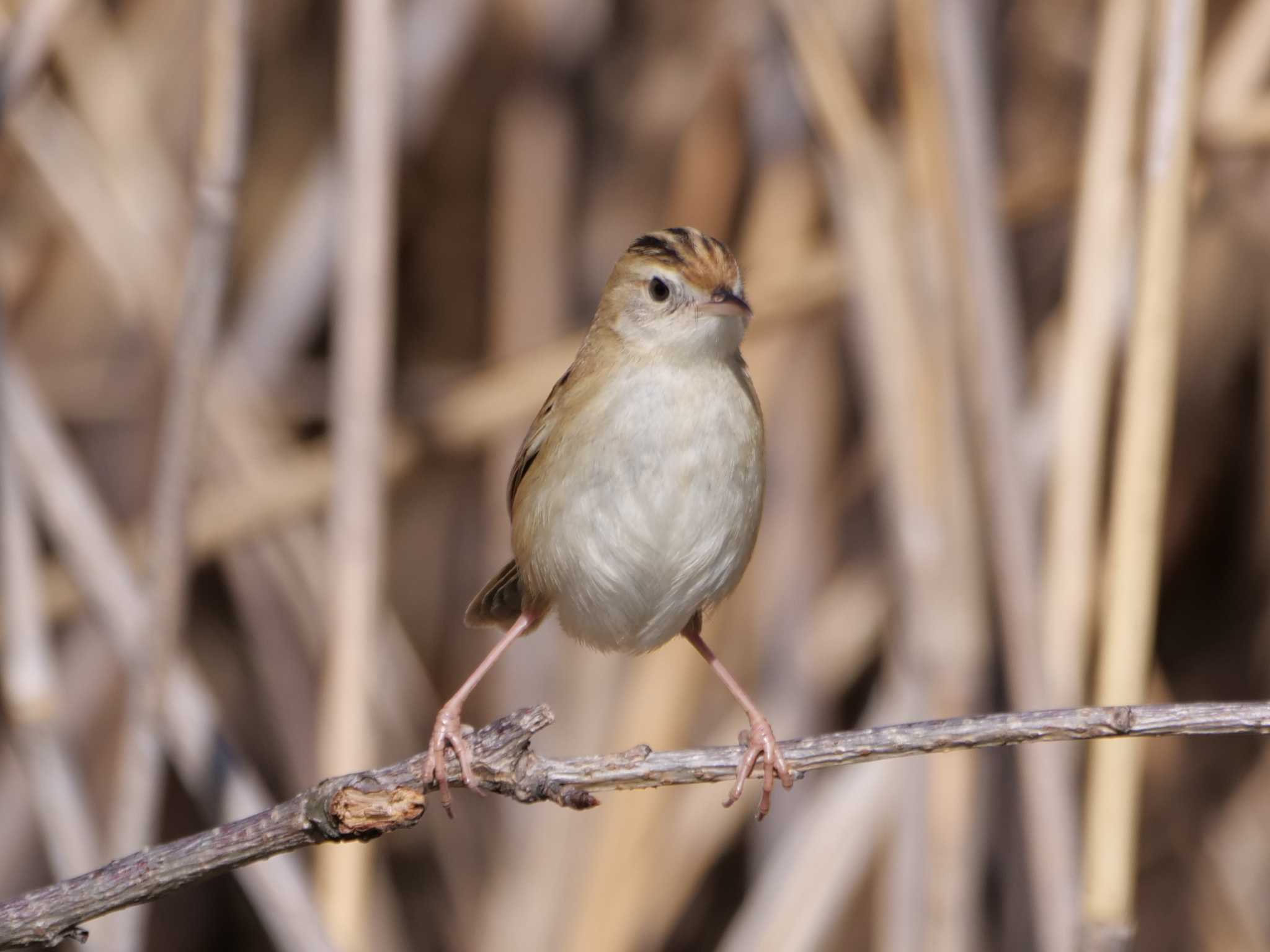 背伸びしても小さい・・ by little birds