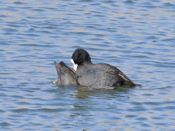 Eurasian Coot 砂沼 Sat, 2/24/2024