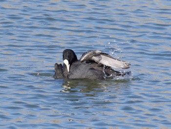 Eurasian Coot 砂沼 Sat, 2/24/2024