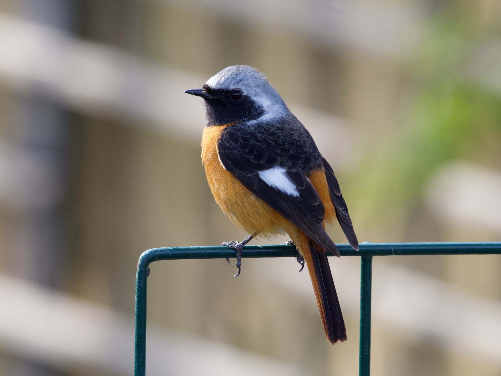 Daurian Redstart