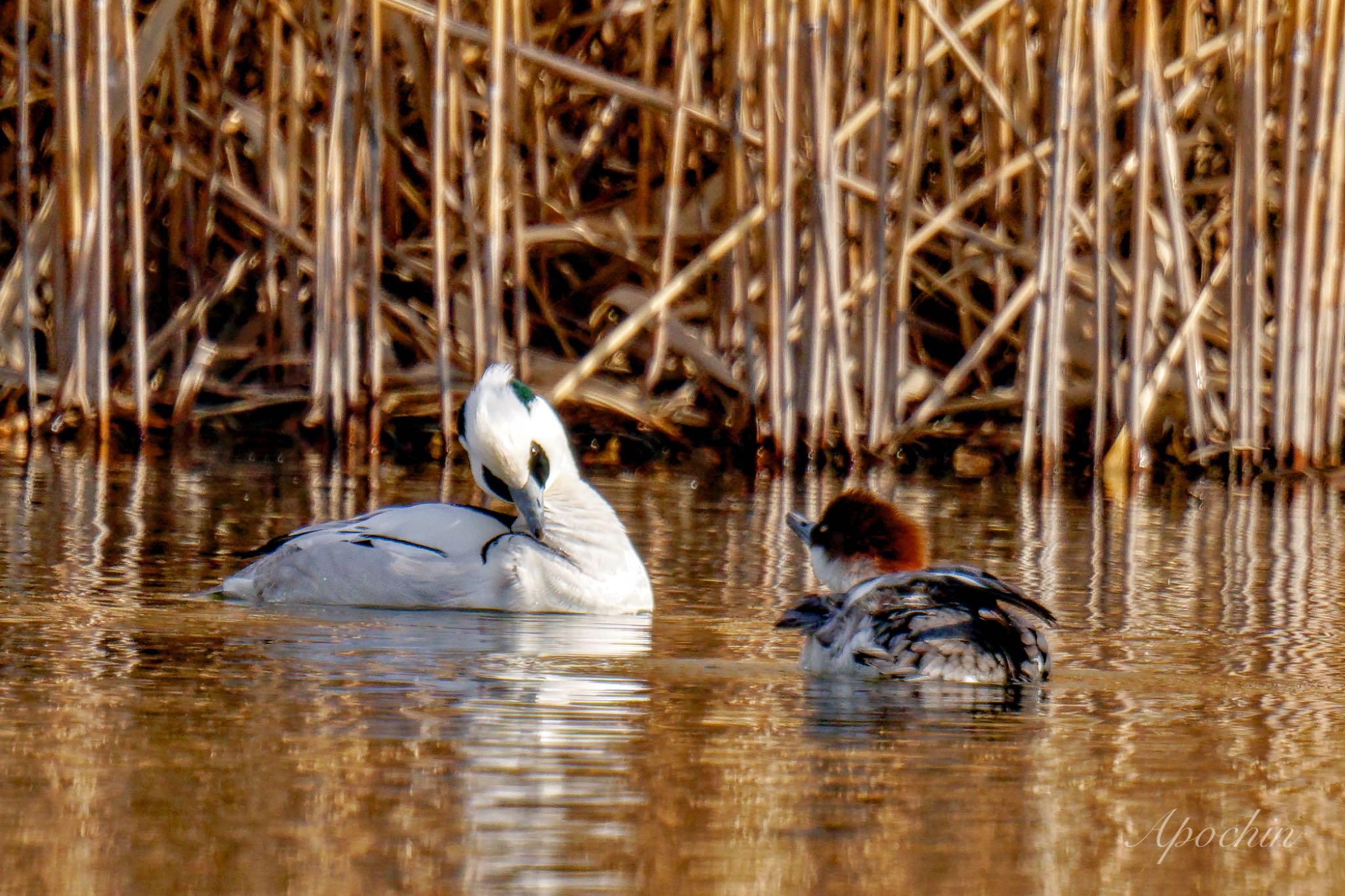 Photo of Smew at Shin-yokohama Park by アポちん