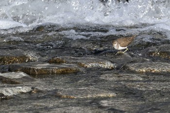 Common Sandpiper 鴨川 Sat, 2/24/2024