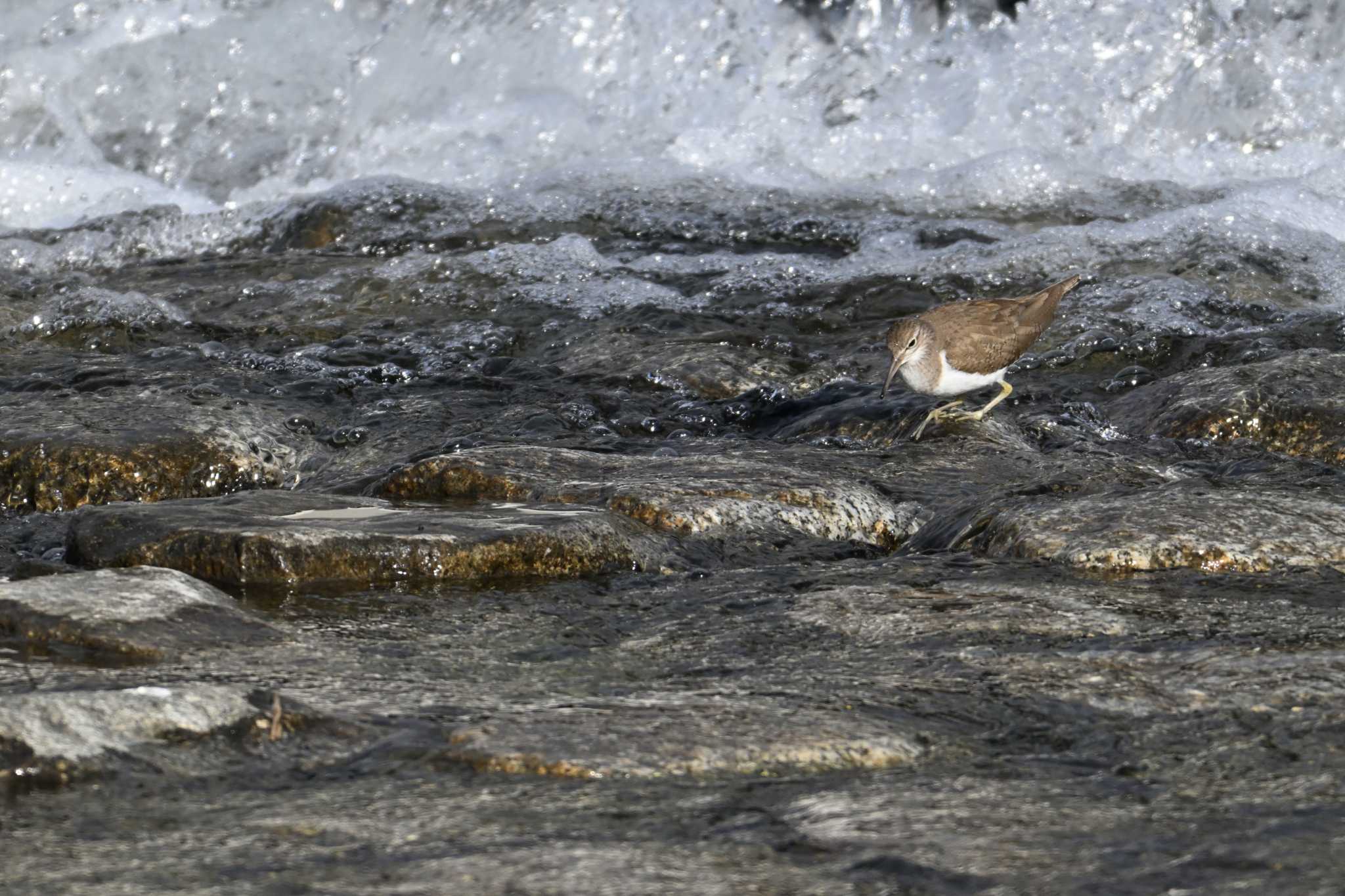 Common Sandpiper