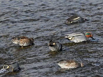 Eurasian Teal 鴨川 Sat, 2/24/2024