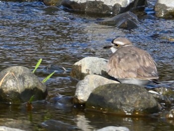 Long-billed Plover 鴨川 Sat, 2/24/2024