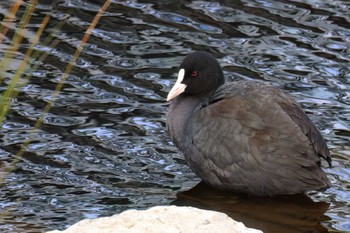 Eurasian Coot 酒匂川河口 Thu, 2/29/2024