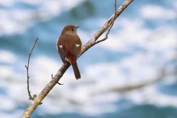 Daurian Redstart 丹沢湖・世附川 Thu, 2/29/2024