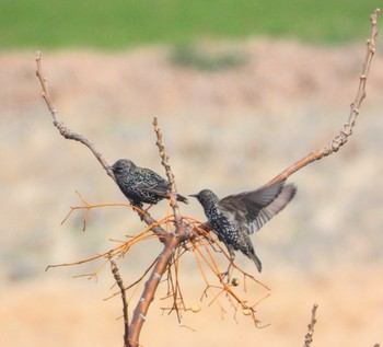 Common Starling Unknown Spots Sat, 1/20/2024