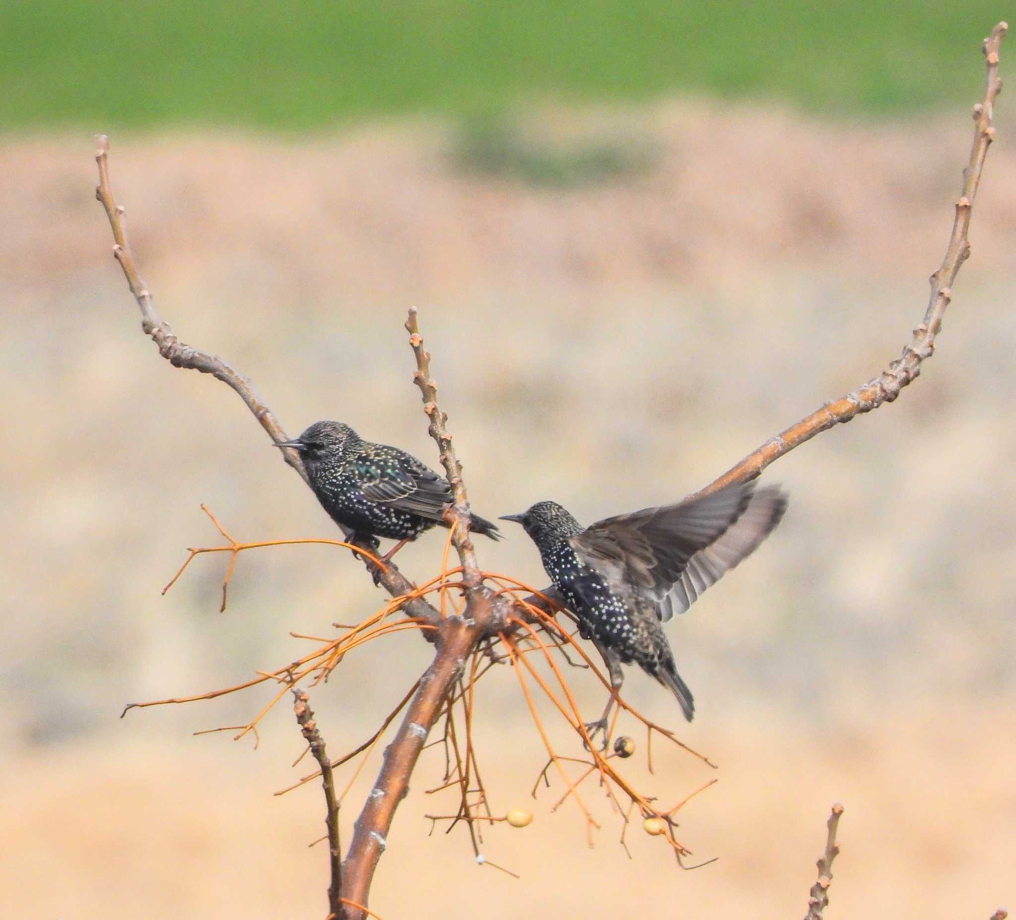 Photo of Common Starling at  by サジタリウスの眼