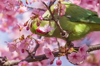 ワカケホンセイインコ 善福寺公園 2024年2月28日(水)