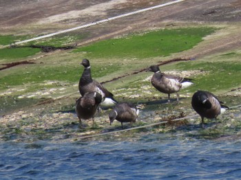 Brant Goose 志津川湾 Sat, 2/24/2024