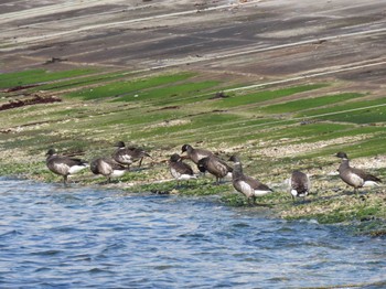 Brant Goose 志津川湾 Sat, 2/24/2024