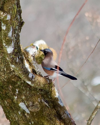 Eurasian Jay 丹沢大山 Sat, 2/10/2024