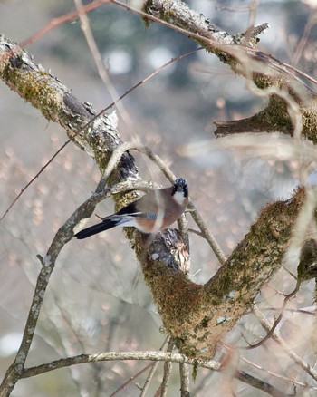 Eurasian Jay 丹沢大山 Sat, 2/10/2024