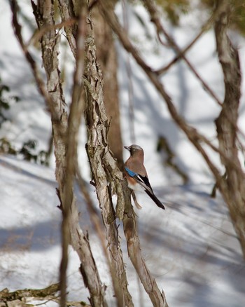 Eurasian Jay 丹沢大山 Sat, 2/10/2024